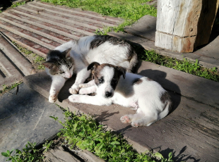 puppy kitten socialization South Surrey
