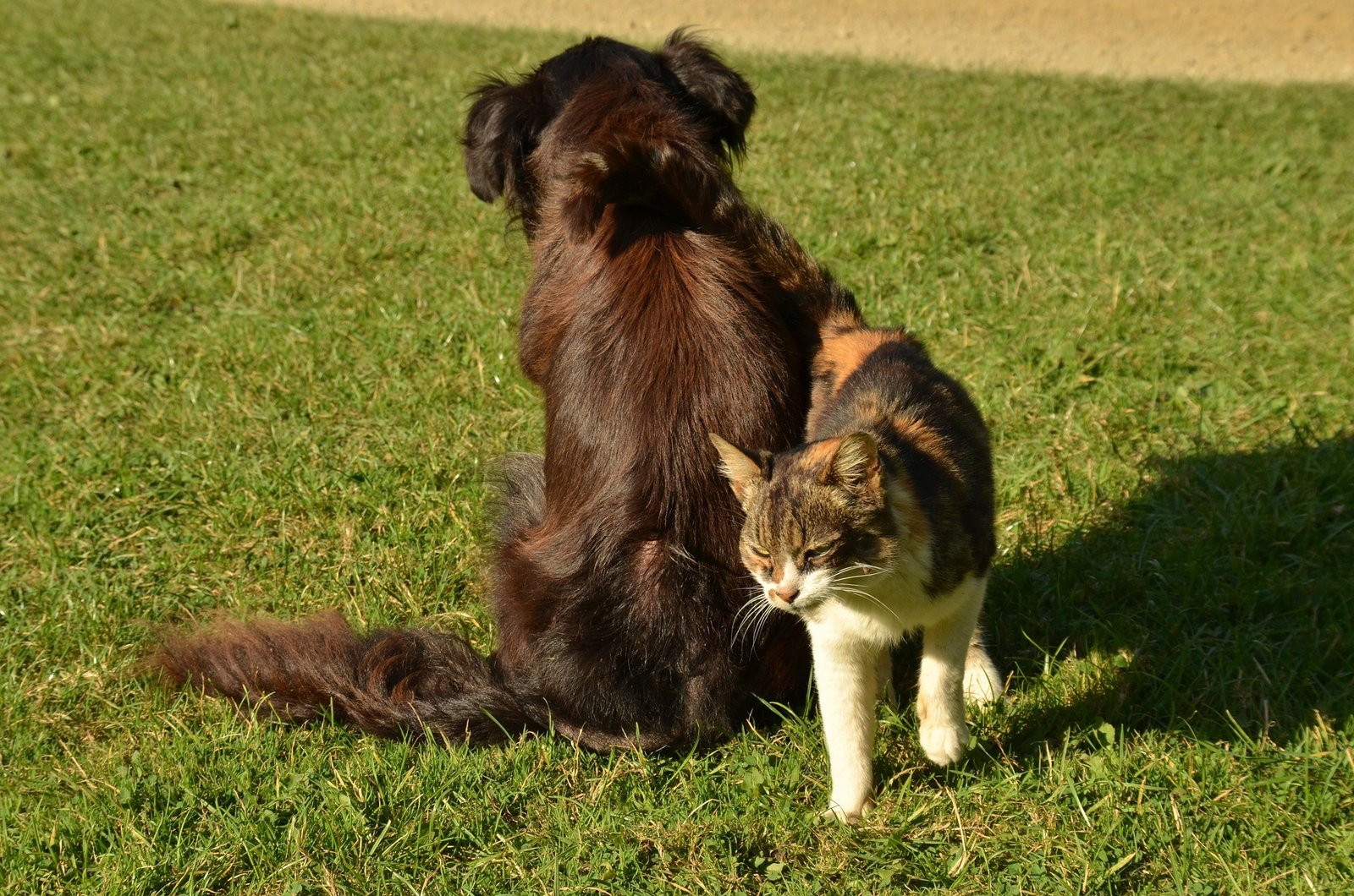 Spring Parasite Prevention for Dogs and Cats in South Surrey