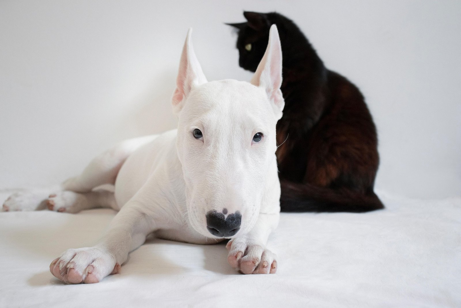 Indoor Cat Safety Tips for South Surrey