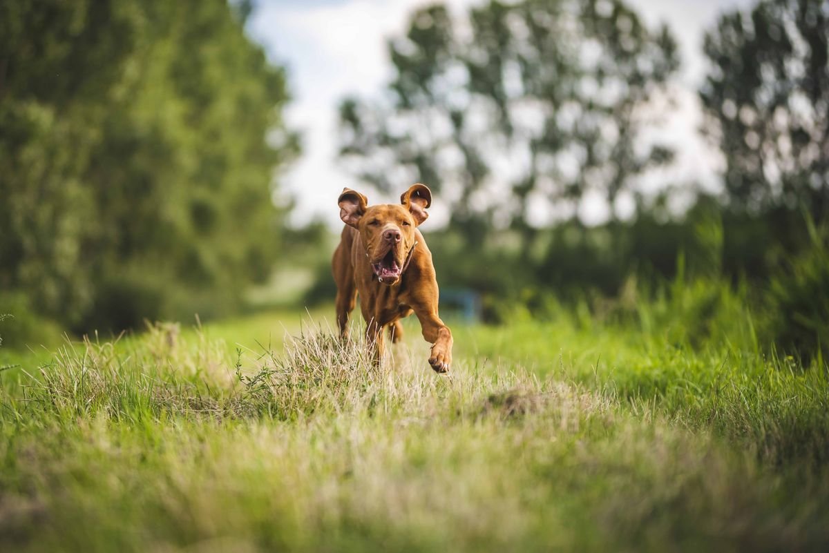 Dog outdoors where fleas can be picked up
