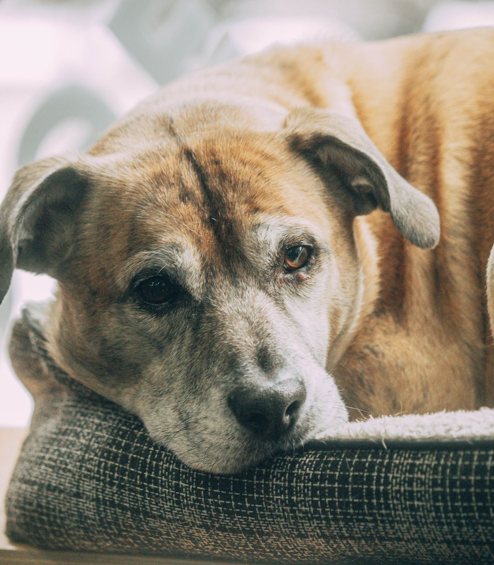 Senior dog with arthritis resting on a cozy bed in South Surrey