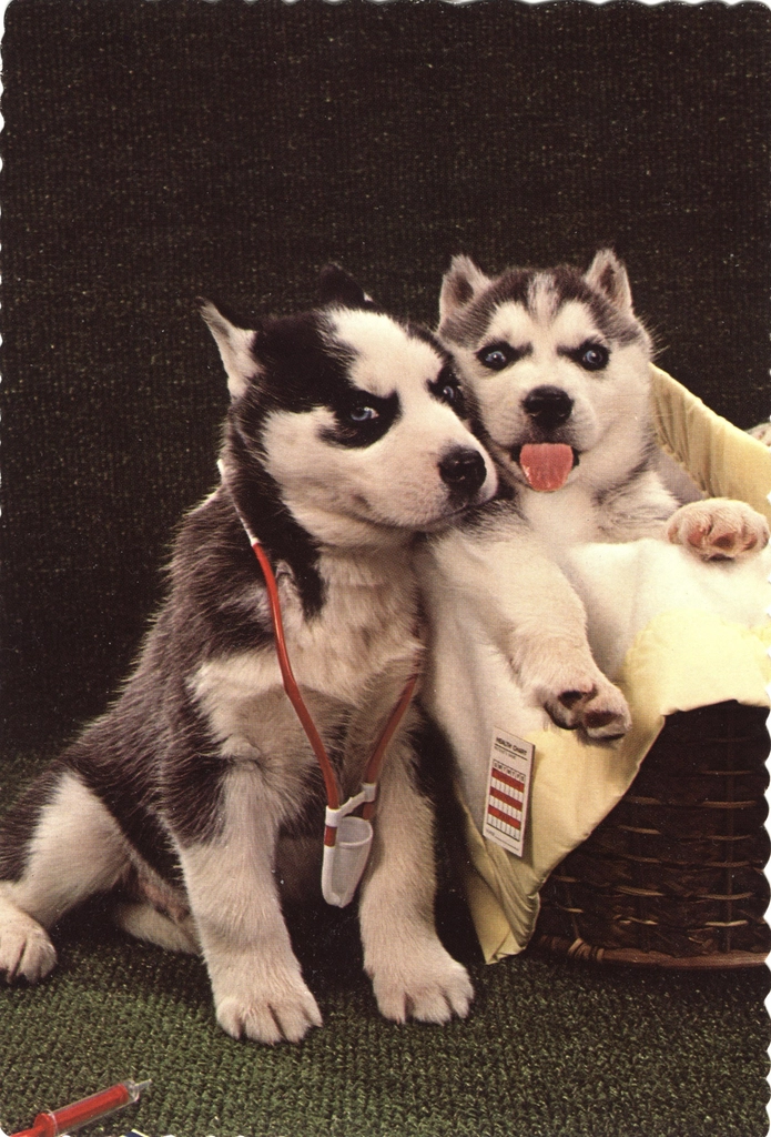Siberian husky puppies posing as