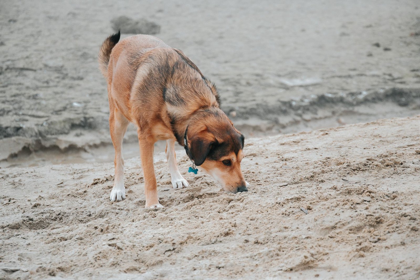 A dog explores the sandy beach, searching with curiosity in Hungary.